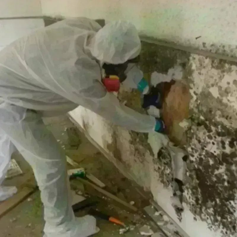 Best Mold Remediation and Removal Service in Rolesville, NC